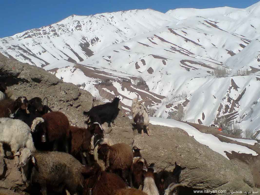 Ahmas_sharifKazemi90-91 (28).JPG